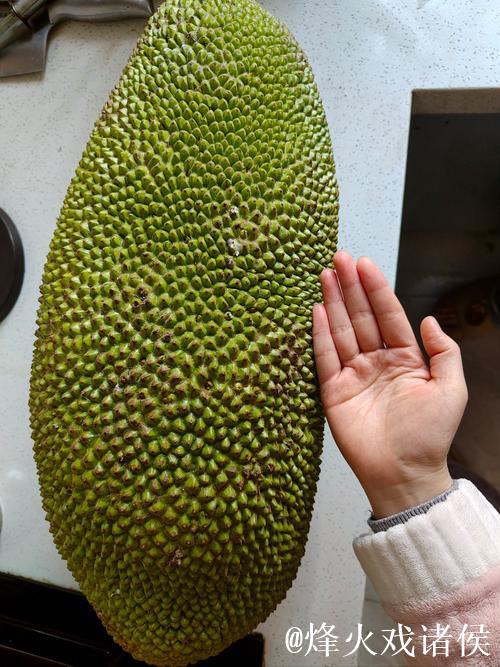 免费观看菠萝菠萝蜜视频：精彩不停息