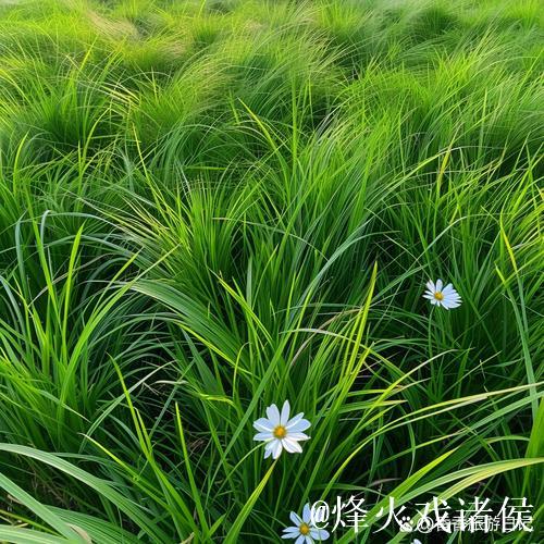 久久青青草，绿意盎然的诗意时光